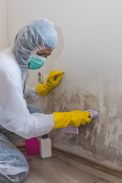 Environmental Consulting for Mold Prevention in Shelbyville, TN