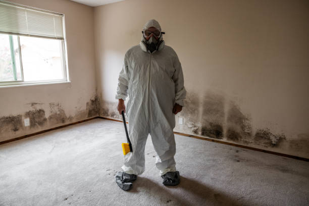 Best Basement Mold Removal  in Shelbyville, TN